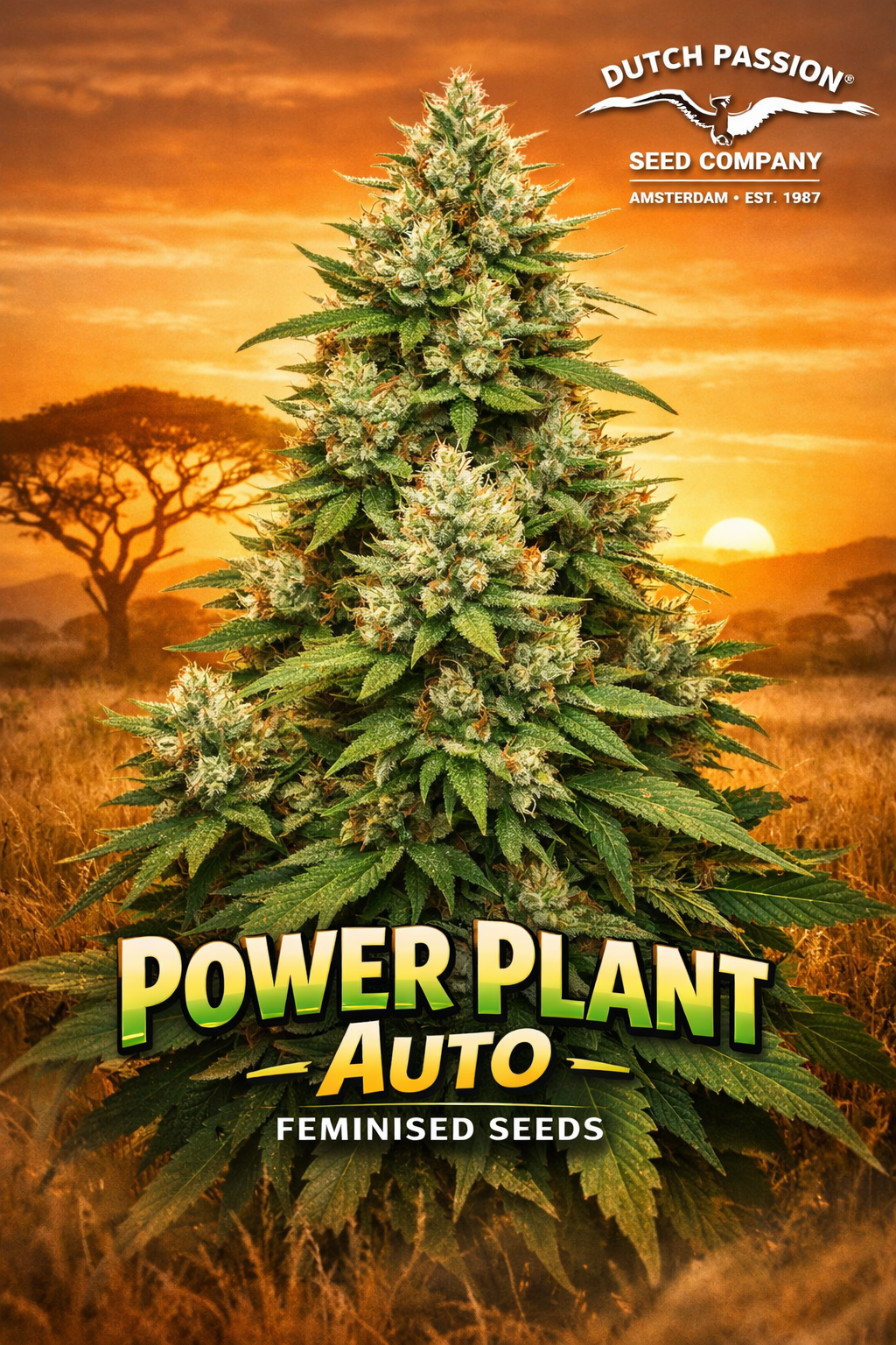 Hyper-realistic promotional artwork of Power Plant Auto Feminised Seeds by Dutch Passion, featuring a tall, dense cannabis plant silhouette with bright green buds and orange pistils against a warm sunset savanna background, with the strain name and Dutch Passion logo displayed.