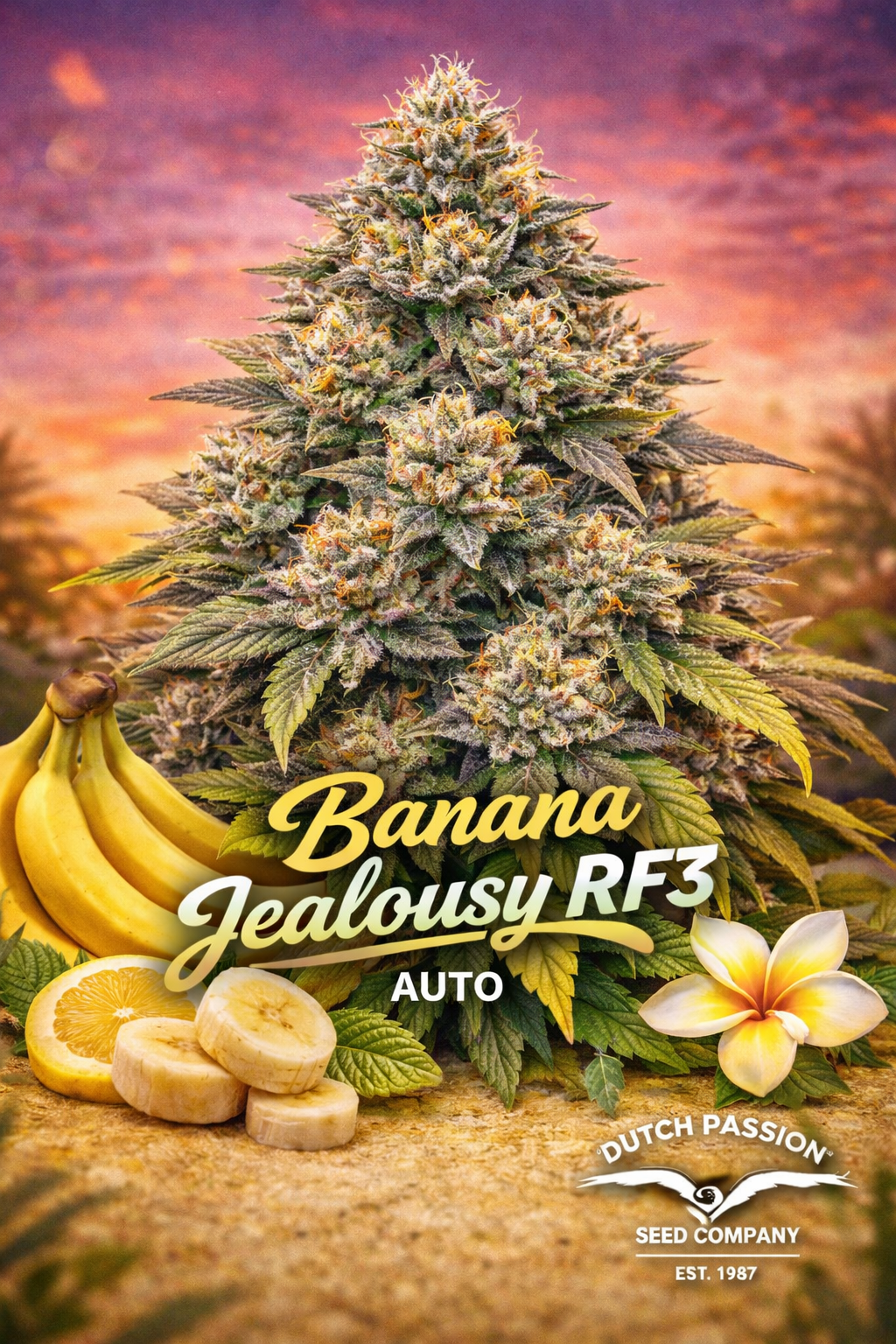 Hyper-realistic promotional artwork of Banana Jealousy RF3 Auto cannabis plant with dense frosty buds in green, purple, and yellow tones, set against a warm sunset background. Bananas, banana slices, and a plumeria flower appear subtly at the bottom. Bold yellow-and-white strain name text is displayed, alongside breeder branding.