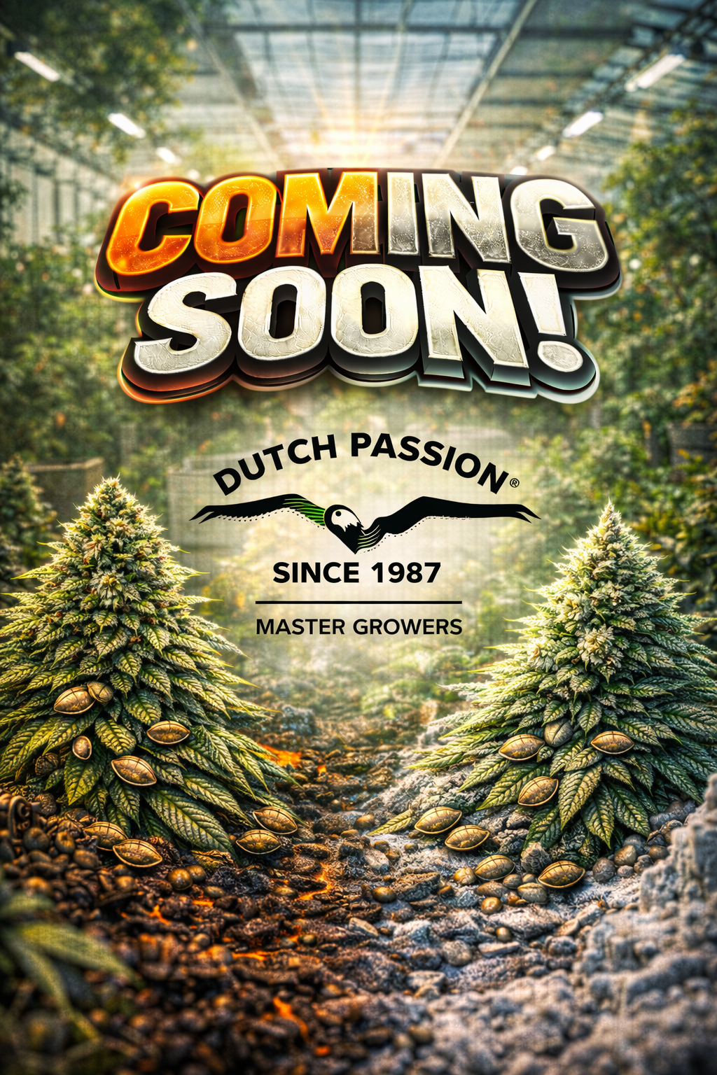 Frozen Biscotti Feminised Seeds – Dutch Passion – Dutch Passion cannabis seeds (coming soon)