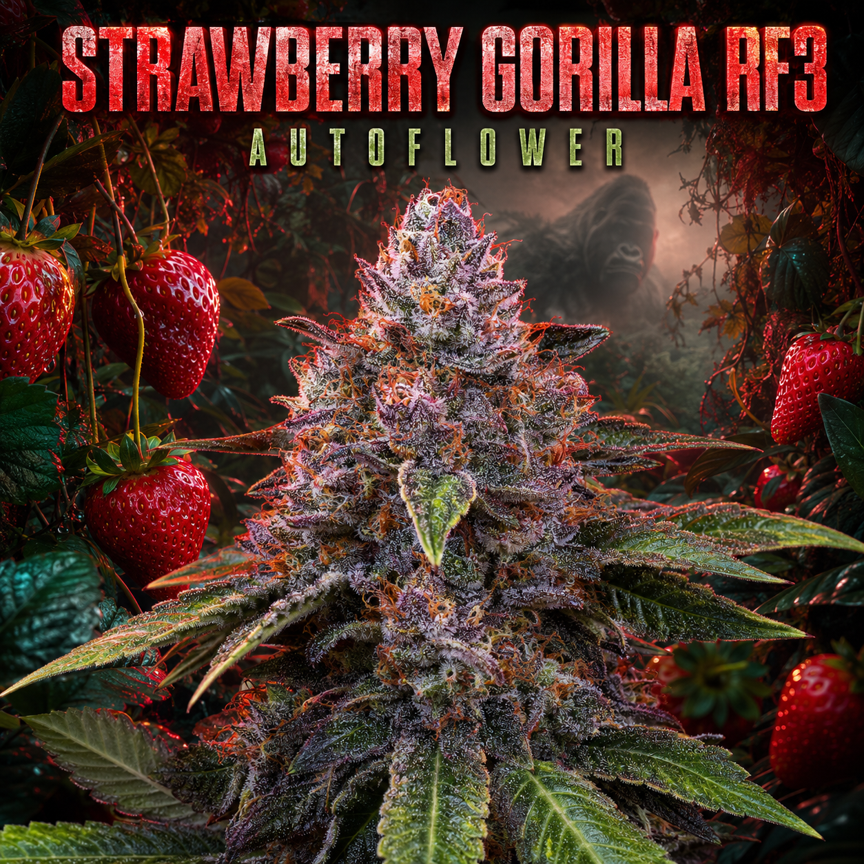 A close-up of a flowering cannabis bud labeled 'STRAWBERRY GORILLA RF3' and 'AUTOFLOWER,' surrounded by illustrated or composited strawberries and dark foliage in a dramatic red-toned background.