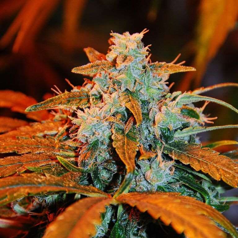 Berry Autoflower Seeds - G13 Labs product image