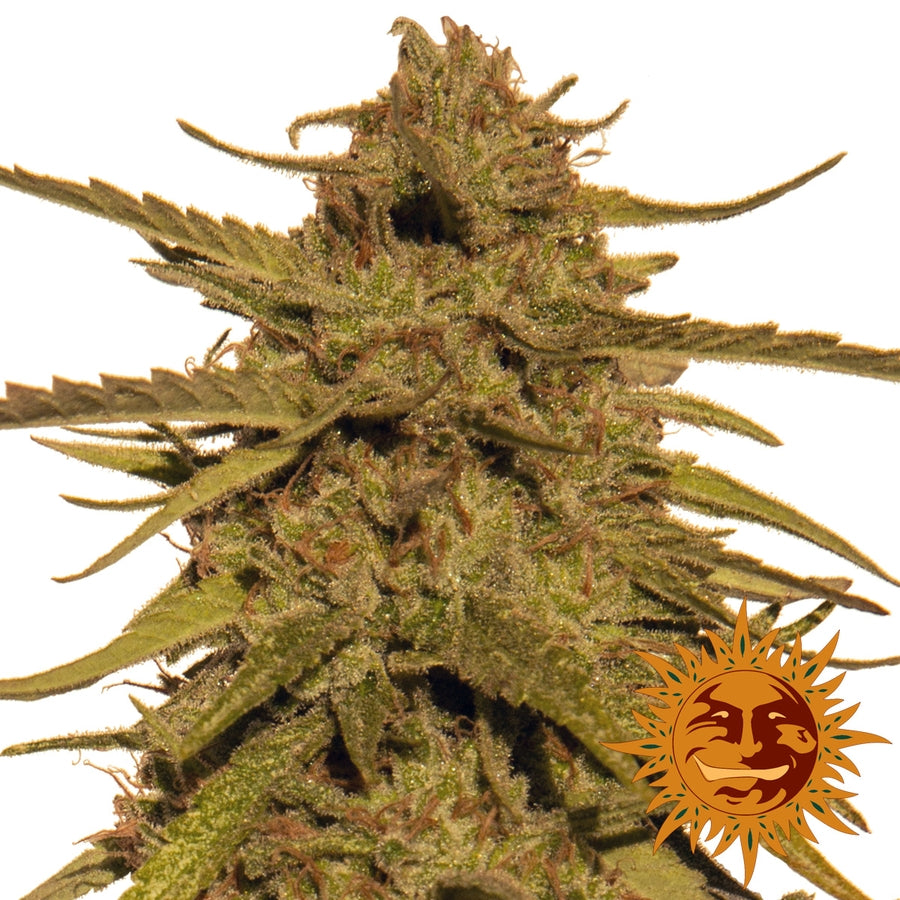 Pineapple Haze Regular Seeds - Barney's Farm product image