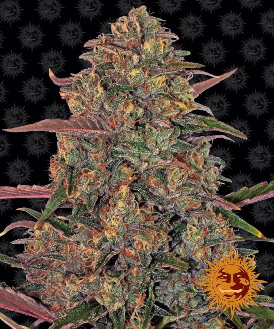 Barney's Farm Pineapple Chunk Feminised Seeds seed packaging