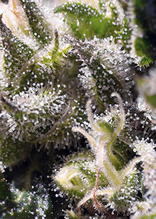 Sweet Seeds Cream Caramel Auto Feminised Seeds seed packaging