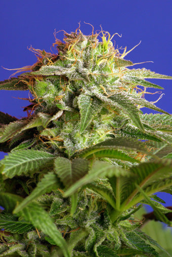 Sweet Seeds Green Poison Feminised Seeds seed packaging