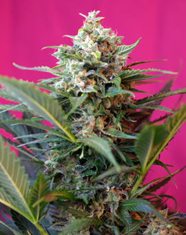 Sweet Seeds Big Devil XL Auto Feminised Seeds seed packaging