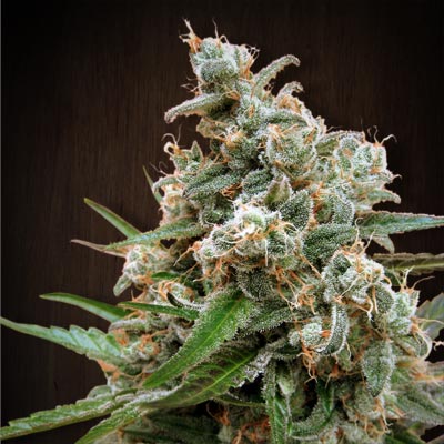 Ace Seeds Nepal Jam Regular Seeds seed packaging
