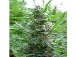 Ace Seeds Panama Regular Seeds seed packaging