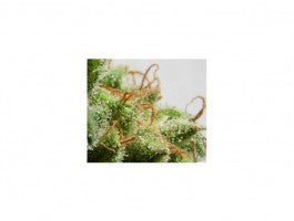 Ace Seeds Malawi Regular Seeds seed packaging