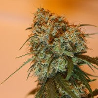 Ace Seeds Golden Tiger Feminised Seeds seed packaging