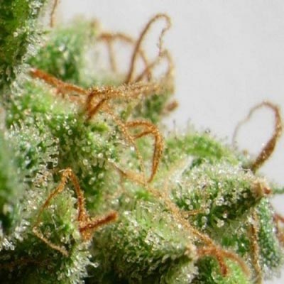 Ace Seeds Malawi Feminised Seeds seed packaging
