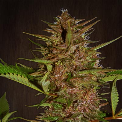Ace Seeds Pakistan Chitral Kush Regular Seeds seed packaging