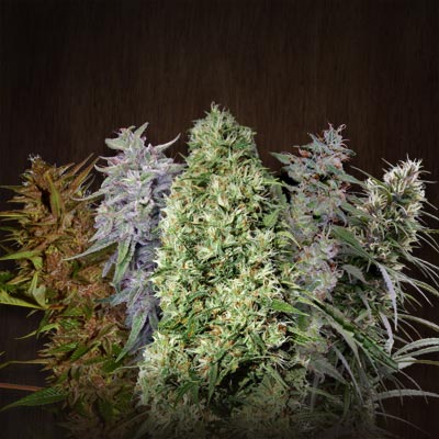 Ace Seeds ACE Mix Regular Seeds seed packaging