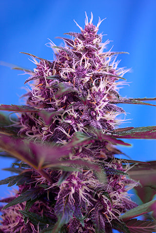 Sweet Seeds Red Poison Auto Feminised Seeds seed packaging
