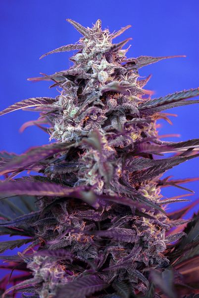 Sweet Seeds Bloody Skunk Auto Feminised Seeds seed packaging
