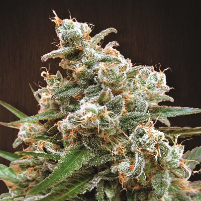 Ace Seeds Nepal Jam Feminised Seeds seed packaging
