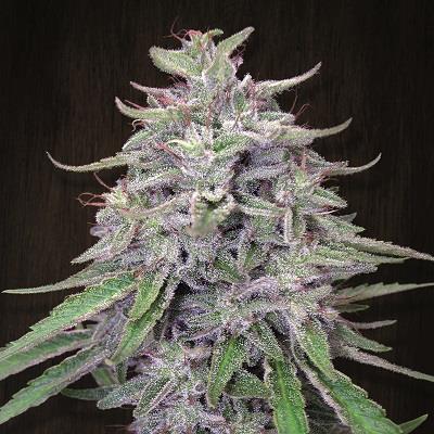Ace Seeds Bangi Haze Feminised Seeds seed packaging