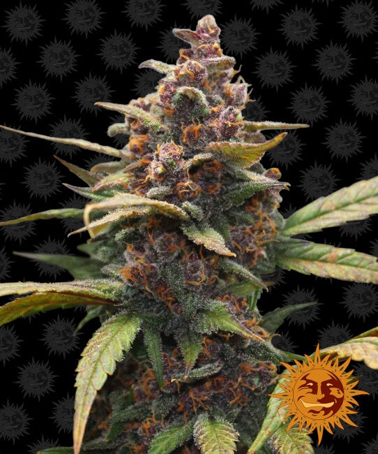 Barney's Farm Ayahuasca Purple Feminised Seeds seed packaging
