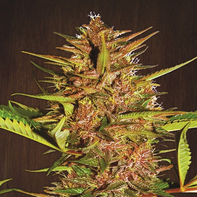 Ace Seeds Pakistani Chitral Kush Feminised Seeds seed packaging