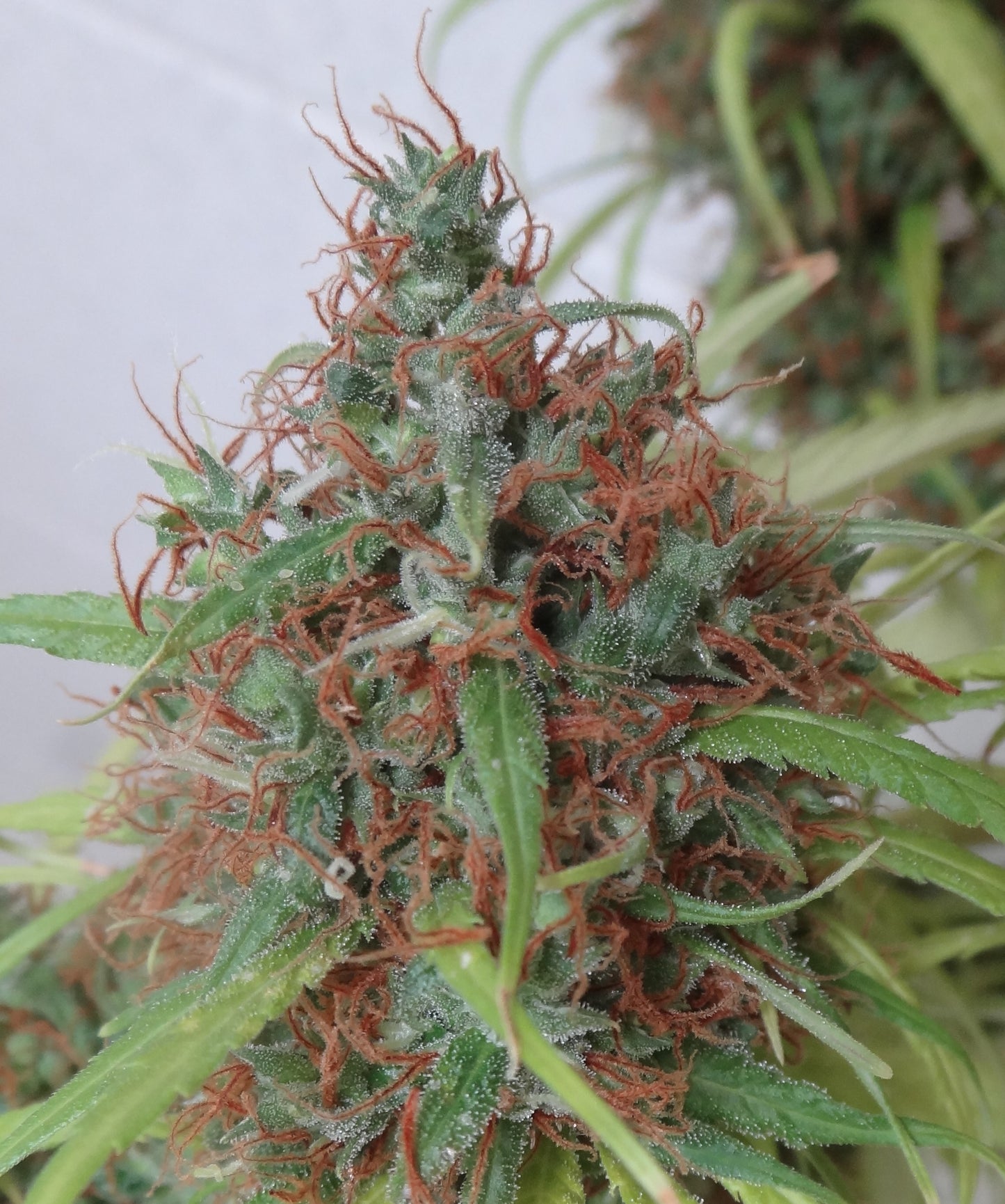 Ace Seeds Honduras Regular Seeds seed packaging