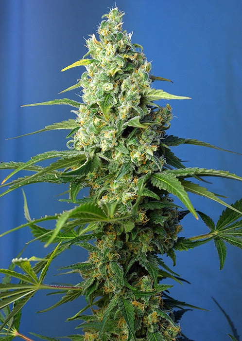 Sweet Seeds Honey Peach CBD Auto Feminised Seeds seed packaging