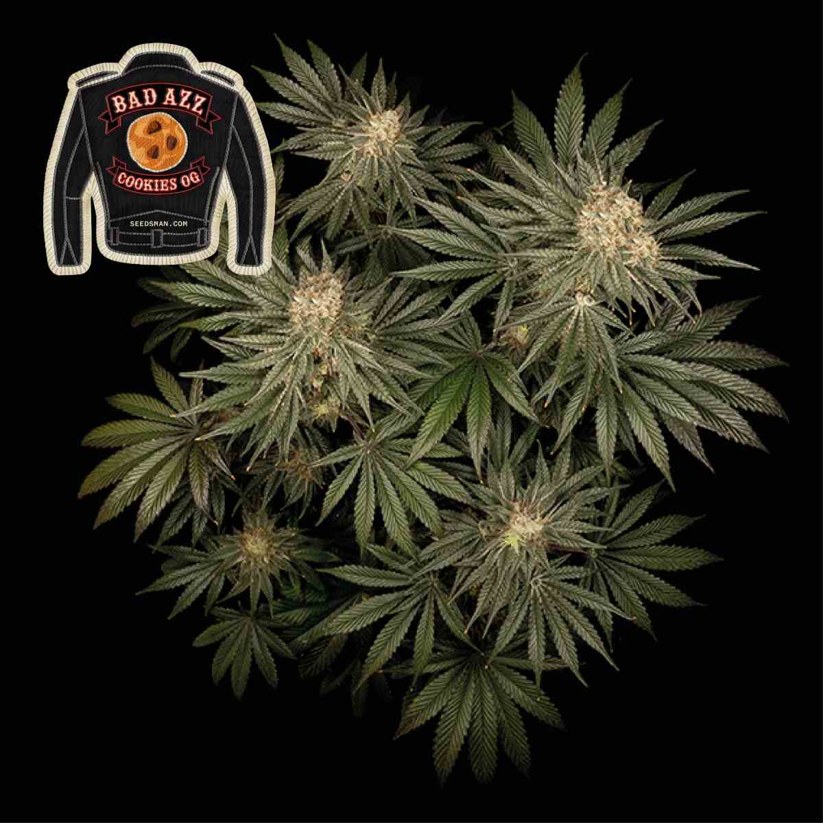 Seedsman Badazz Cookies OG Feminised Seeds seed packaging