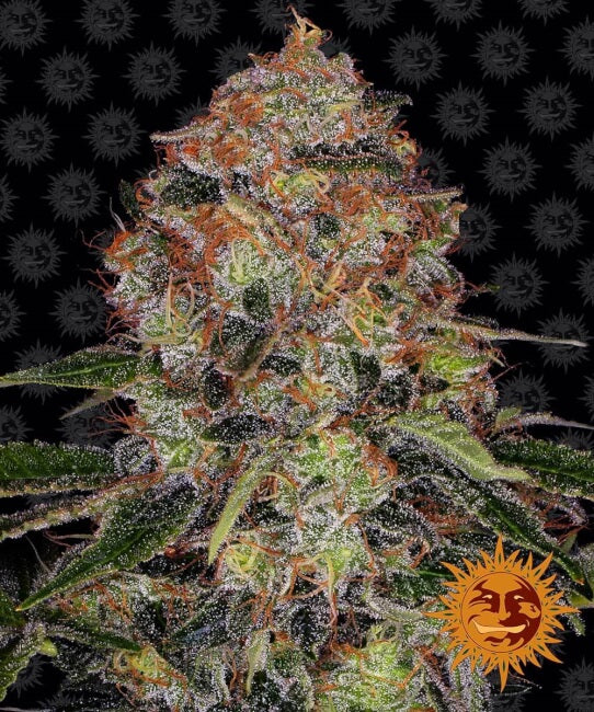Barney's Farm Shiskaberry Feminised Seeds seed packaging