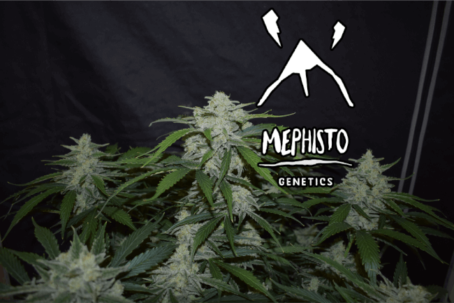 Mephisto Genetics Fugue State Auto Feminised Seeds seed packaging