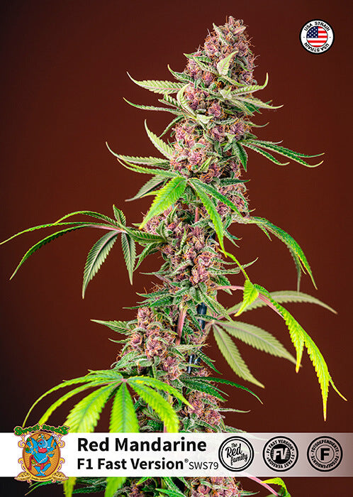 Sweet Seeds Red Mandarine F1 FAST Feminised Seeds seed packaging