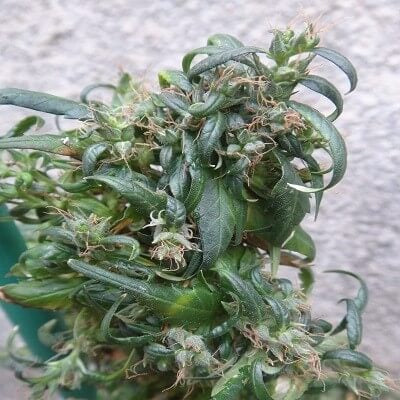 Ace Seeds Hokkaido Japan Hemp Regular Seeds seed packaging