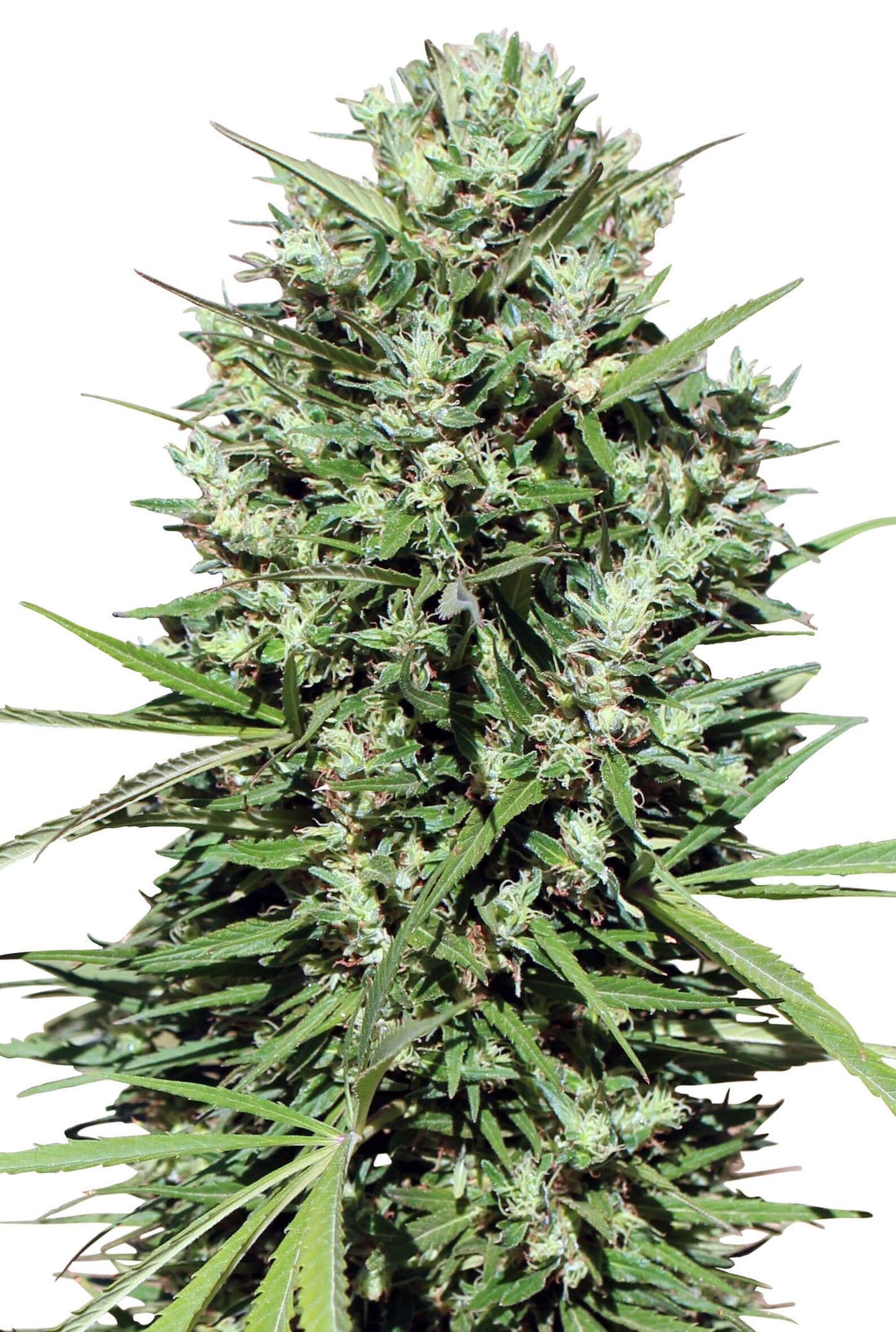 Ace Seeds Morocco Beldia Kif Feminised Seeds seed packaging