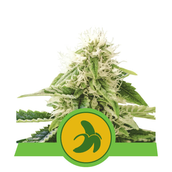 Royal Queen Seeds Fat Banana Auto Feminised Seeds seed packaging
