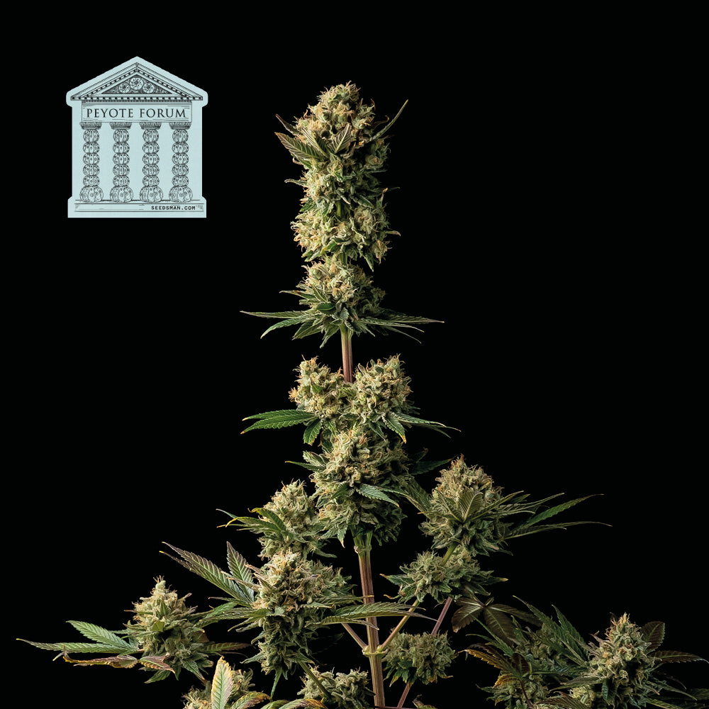 Seedsman Peyote Forum Feminised Seeds seed packaging