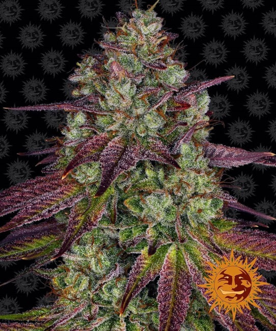 Barney's Farm Mimosa EVO Feminised Seeds seed packaging