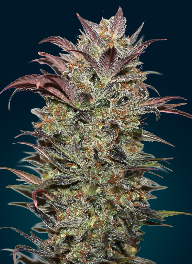 00 Seeds Chocolate Cream Auto Feminised Seeds seed packaging