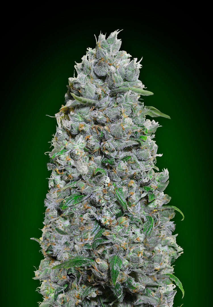 00 Seeds Afghan Mass XXL Auto Feminised Seeds seed packaging