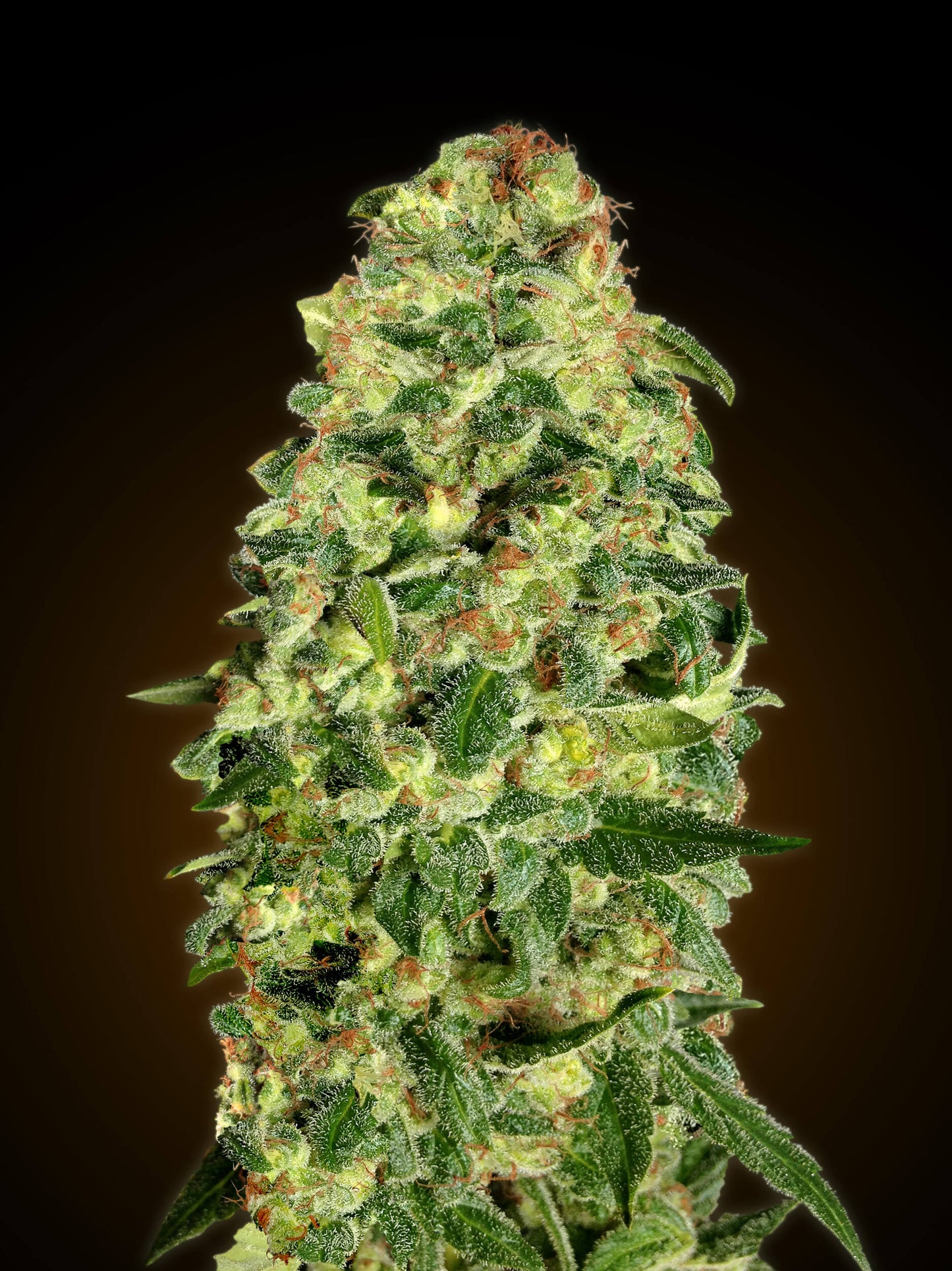 00 Seeds California Kush Auto Feminised Seeds seed packaging