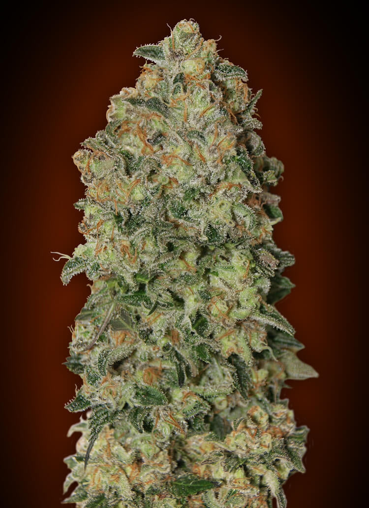 00 Seeds Chocolate Skunk Auto Feminised Seeds seed packaging