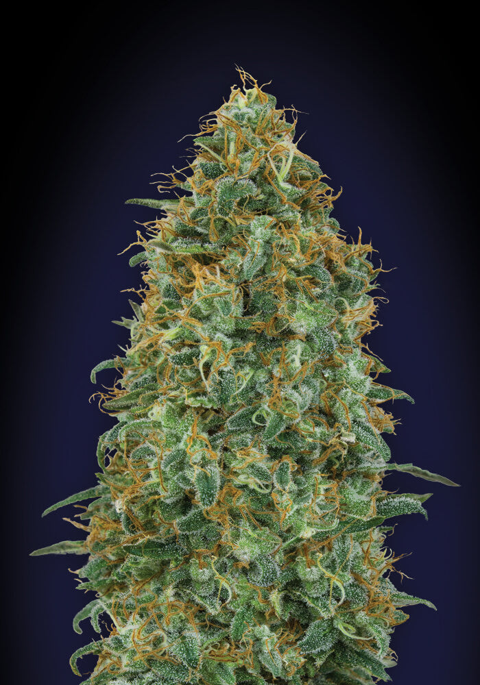 00 Seeds Blueberry Feminised Seeds seed packaging
