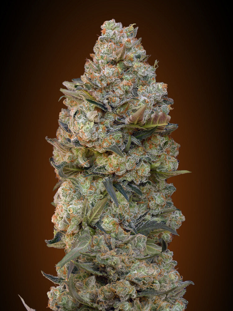 00 Seeds Chocolate Skunk Feminised Seeds seed packaging