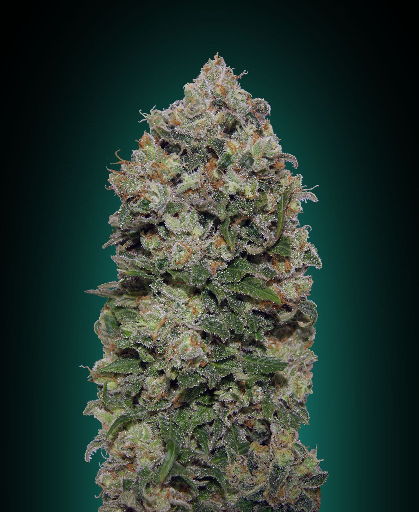 00 Seeds Northern Lights Feminised Seeds seed packaging
