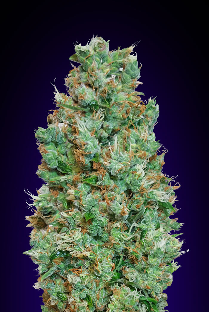 00 Seeds Blueberry Auto Feminised Seeds seed packaging