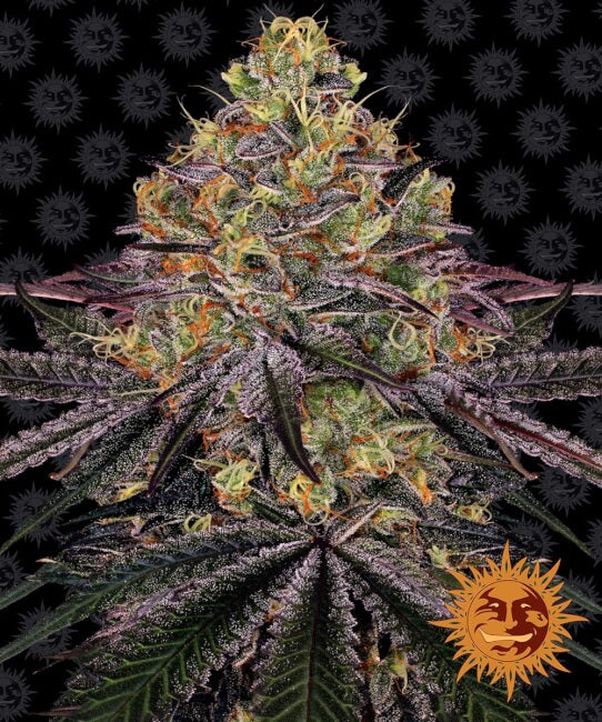 Barney's Farm Watermelon Zkittlez Feminised Seeds seed packaging