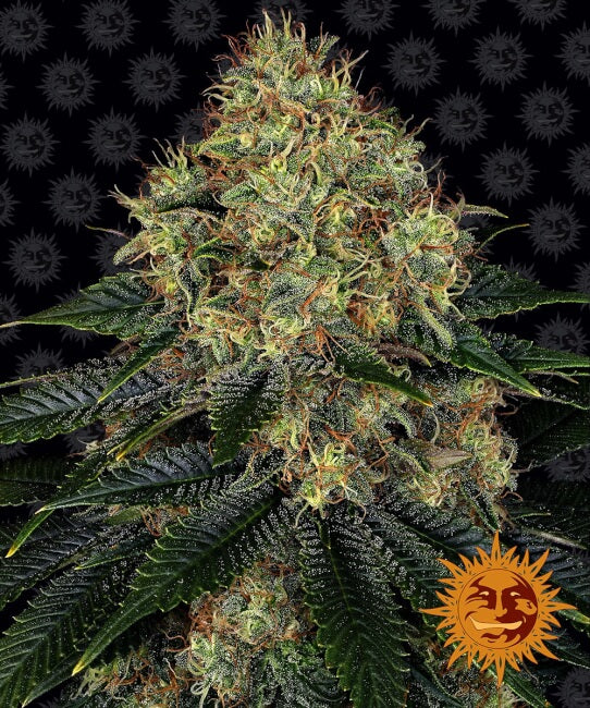 Barney's Farm Skywalker OG Auto Feminised Seeds seed packaging