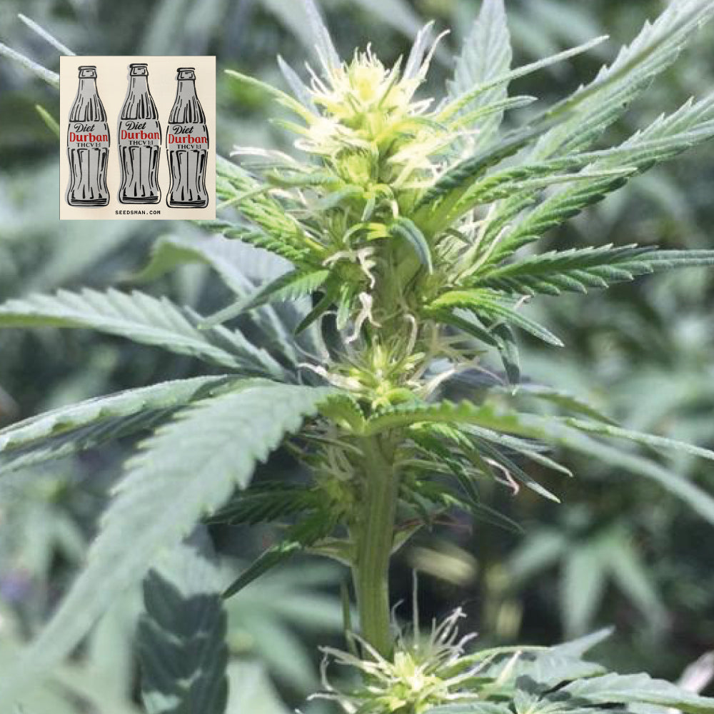 Seedsman Diet Durban THCV 1:1 Feminised Seeds seed packaging