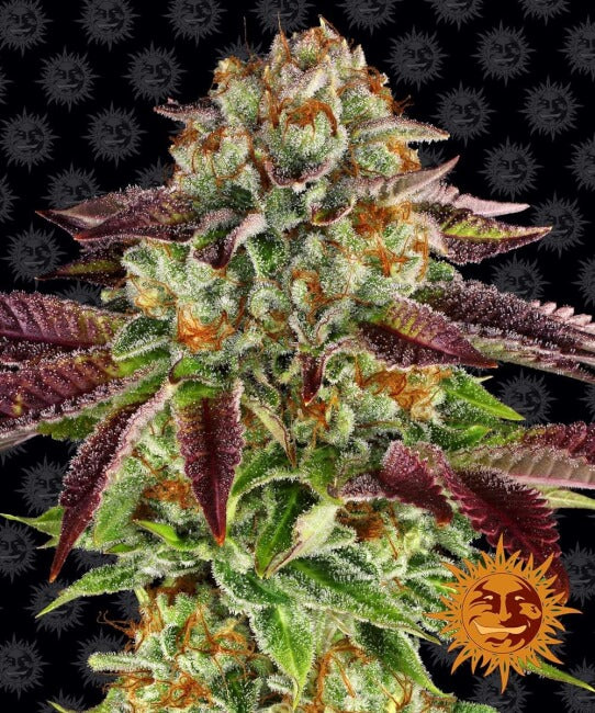 Barney's Farm Biscotti Mintz Feminised Seeds seed packaging