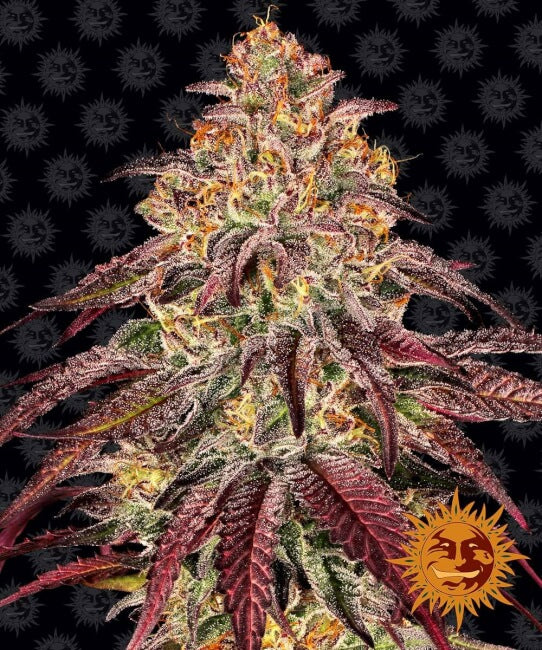 Barney's Farm Mimosa x Orange Punch Auto Feminised Seeds seed packaging