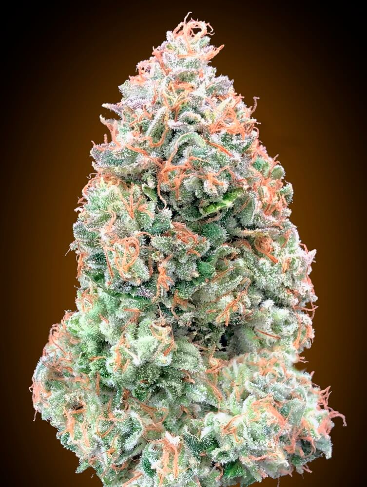 00 Seeds Chocolate Skunk XXL Auto Feminised Seeds seed packaging