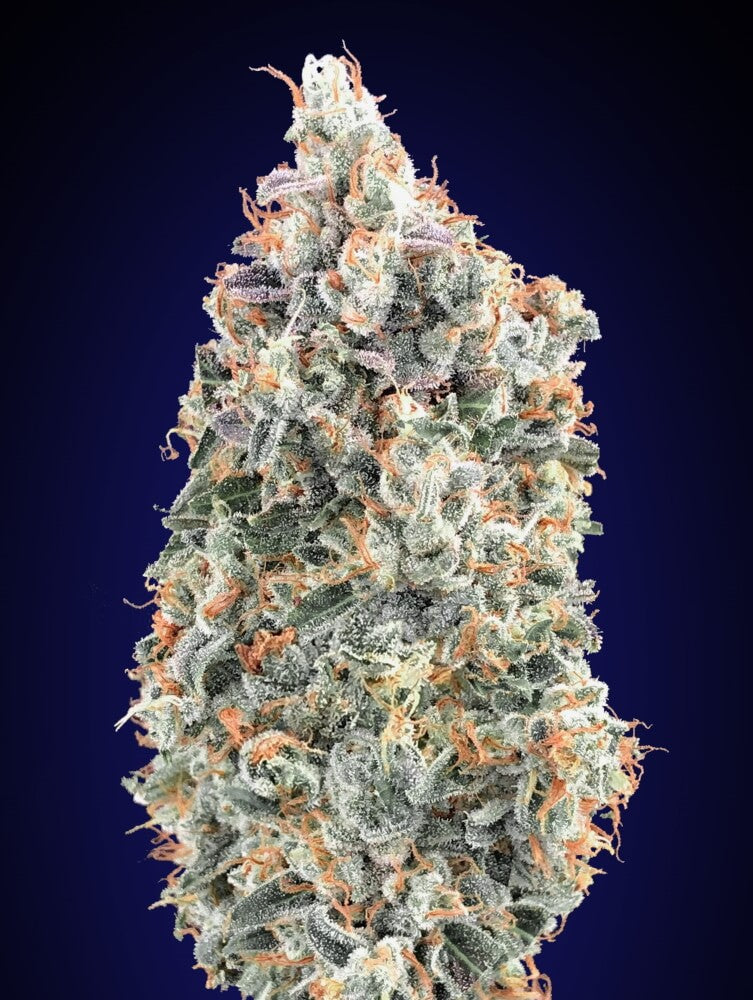 00 Seeds Blueberry FAST Feminised Seeds seed packaging