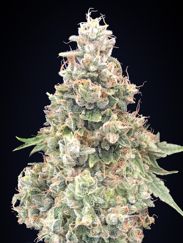 00 Seeds California Kush FAST Feminised Seeds seed packaging